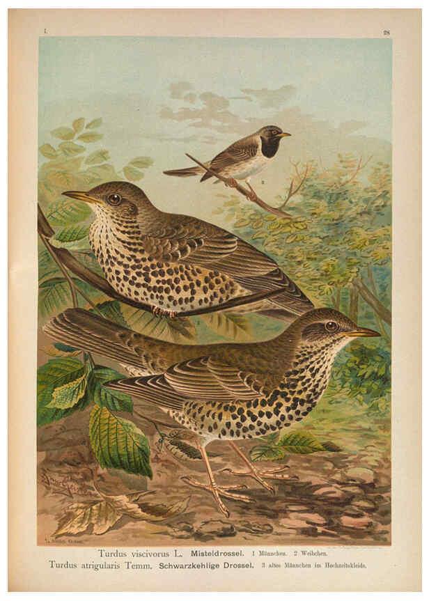 Reproducción/Reproduction 6008731292: Naumann, Naturgeschichte der Vögel Mitteleuropas. v.1 Gera-Untermhaus,F.E. Köhler,1897-1905 [v.1, 1905] 