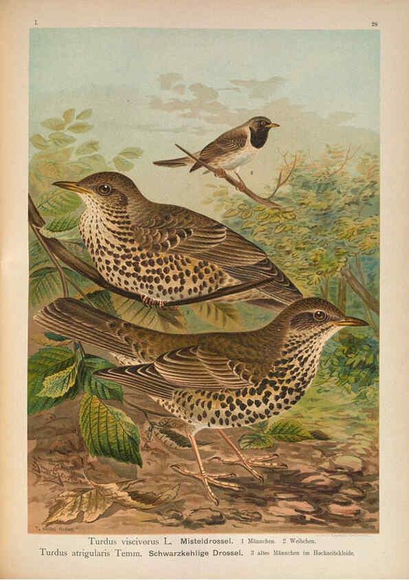 Reproducción/Reproduction 6008731292: Naumann, Naturgeschichte der Vögel Mitteleuropas. v.1 Gera-Untermhaus,F.E. Köhler,1897-1905 [v.1, 1905] 