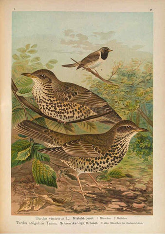 Reproducción/Reproduction 6008731292: Naumann, Naturgeschichte der Vögel Mitteleuropas. v.1 Gera-Untermhaus,F.E. Köhler,1897-1905 [v.1, 1905] 