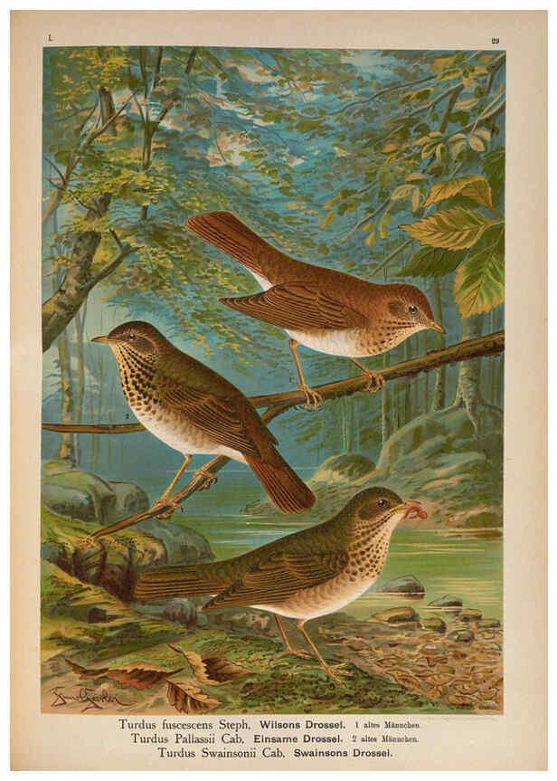 Reproducción/Reproduction 6008184373: Naumann, Naturgeschichte der Vögel Mitteleuropas. v.1 Gera-Untermhaus,F.E. Köhler,1897-1905 [v.1, 1905] 