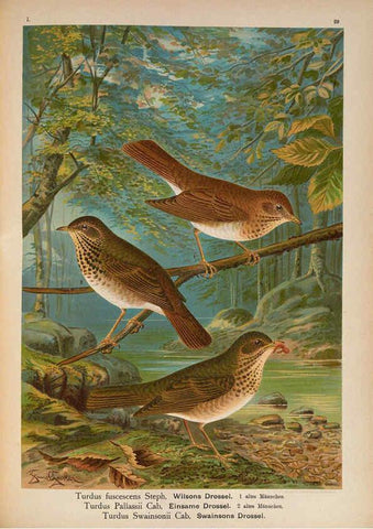 Reproducción/Reproduction 6008184373: Naumann, Naturgeschichte der Vögel Mitteleuropas. v.1 Gera-Untermhaus,F.E. Köhler,1897-1905 [v.1, 1905] 