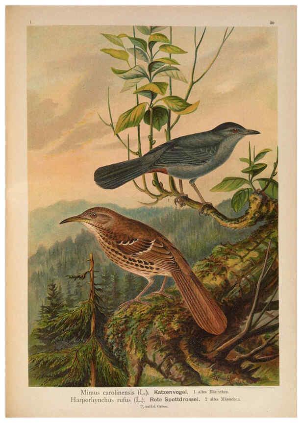 Reproducción/Reproduction 6008184575: Naumann, Naturgeschichte der Vögel Mitteleuropas. v.1 Gera-Untermhaus,F.E. Köhler,1897-1905 [v.1, 1905] 