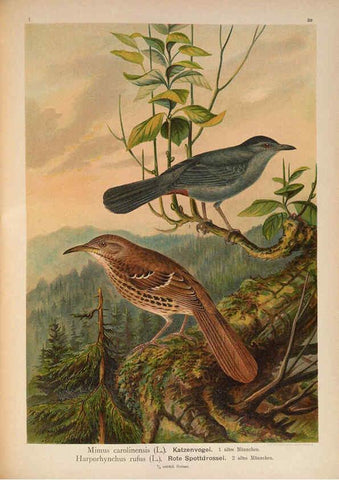 Reproducción/Reproduction 6008184575: Naumann, Naturgeschichte der Vögel Mitteleuropas. v.1 Gera-Untermhaus,F.E. Köhler,1897-1905 [v.1, 1905] 