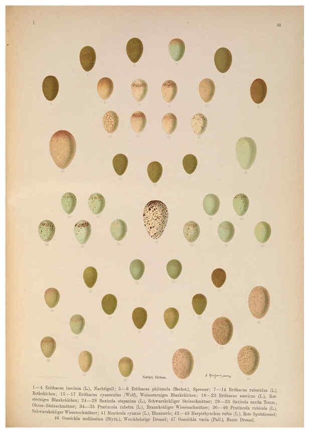 Reproducción/Reproduction 6008731916: Naumann, Naturgeschichte der Vögel Mitteleuropas. v.1 Gera-Untermhaus,F.E. Köhler,1897-1905 [v.1, 1905] 