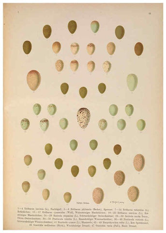 Reproducción/Reproduction 6008731916: Naumann, Naturgeschichte der Vögel Mitteleuropas. v.1 Gera-Untermhaus,F.E. Köhler,1897-1905 [v.1, 1905] 