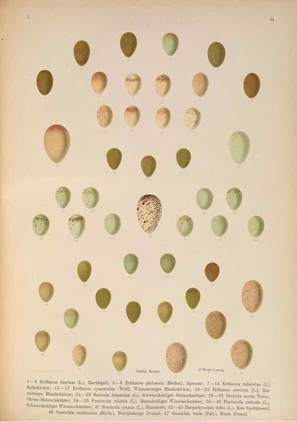 Reproducción/Reproduction 6008731916: Naumann, Naturgeschichte der Vögel Mitteleuropas. v.1 Gera-Untermhaus,F.E. Köhler,1897-1905 [v.1, 1905] 