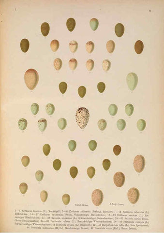 Reproducción/Reproduction 6008731916: Naumann, Naturgeschichte der Vögel Mitteleuropas. v.1 Gera-Untermhaus,F.E. Köhler,1897-1905 [v.1, 1905] 