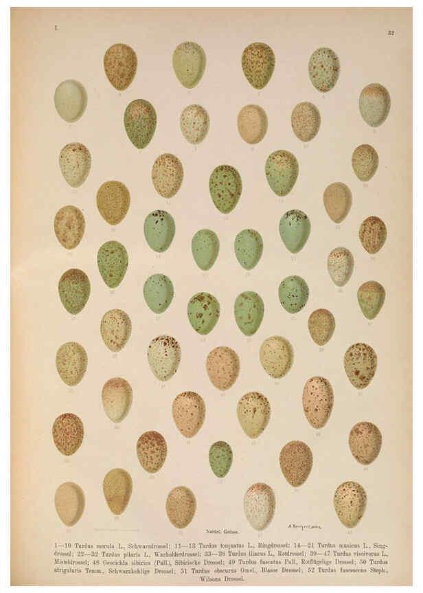 Reproducción/Reproduction 6008184991: Naumann, Naturgeschichte der Vögel Mitteleuropas. v.1 Gera-Untermhaus,F.E. Köhler,1897-1905 [v.1, 1905] 