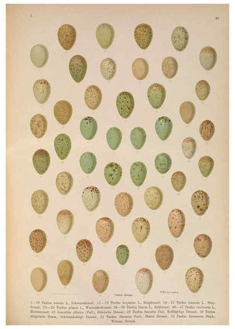 Reproducción/Reproduction 6008184991: Naumann, Naturgeschichte der Vögel Mitteleuropas. v.1 Gera-Untermhaus,F.E. Köhler,1897-1905 [v.1, 1905] 