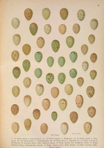 Reproducción/Reproduction 6008184991: Naumann, Naturgeschichte der Vögel Mitteleuropas. v.1 Gera-Untermhaus,F.E. Köhler,1897-1905 [v.1, 1905] 