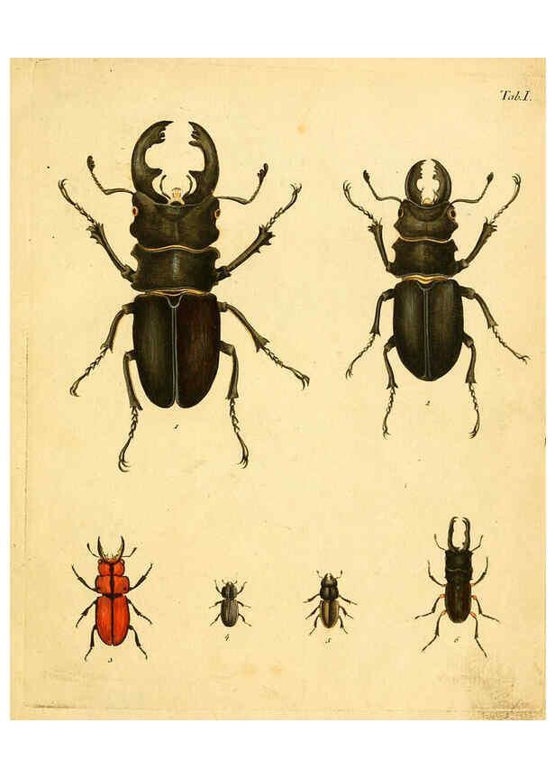 Reproducción/Reproduction 6008778988: Abbildungen zu Karl Illiger's Uebersetzung von Olivier's Entomologie plates Nürnberg :Gedruckt auf Kosten des Herausgebers,1802-1803