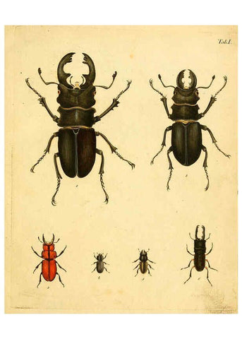 Reproducción/Reproduction 6008778988: Abbildungen zu Karl Illiger's Uebersetzung von Olivier's Entomologie plates Nürnberg :Gedruckt auf Kosten des Herausgebers,1802-1803
