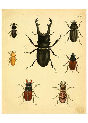 Reproducción/Reproduction 6008779406: Abbildungen zu Karl Illiger's Uebersetzung von Olivier's Entomologie plates Nürnberg :Gedruckt auf Kosten des Herausgebers,1802-1803