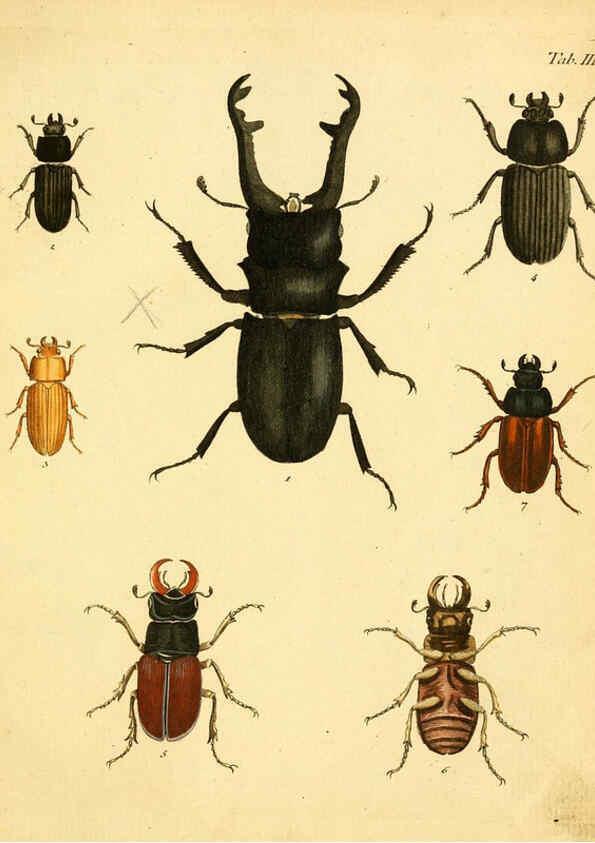 Reproducción/Reproduction 6008779406: Abbildungen zu Karl Illiger's Uebersetzung von Olivier's Entomologie plates Nürnberg :Gedruckt auf Kosten des Herausgebers,1802-1803