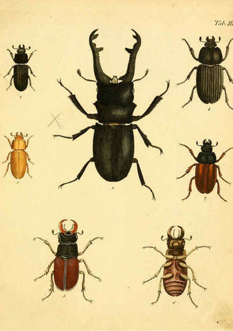 Reproducción/Reproduction 6008779406: Abbildungen zu Karl Illiger's Uebersetzung von Olivier's Entomologie plates Nürnberg :Gedruckt auf Kosten des Herausgebers,1802-1803