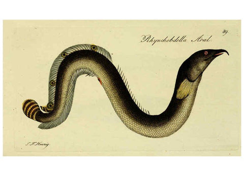 Reproducción/Reproduction 6005492093: M.E. Blochii ... Systema ichthyologiae iconibus CX illustratum v.2 Berolini :Sumtibus auctoris impressum et Bibliopolio Sanderiano commissum,1801
