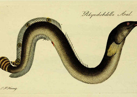 Reproducción/Reproduction 6005492093: M.E. Blochii ... Systema ichthyologiae iconibus CX illustratum v.2 Berolini :Sumtibus auctoris impressum et Bibliopolio Sanderiano commissum,1801