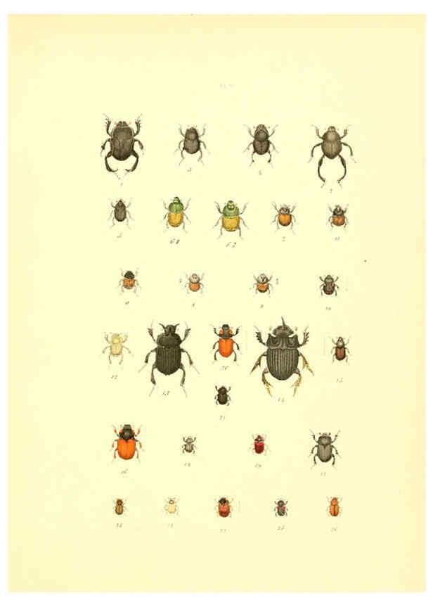 Reproducción/Reproduction 6008704976: Musée entomologique illustré t.1 Paris :Rothschild,1876-1878