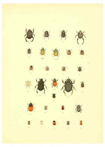 Reproducción/Reproduction 6008704976: Musée entomologique illustré t.1 Paris :Rothschild,1876-1878
