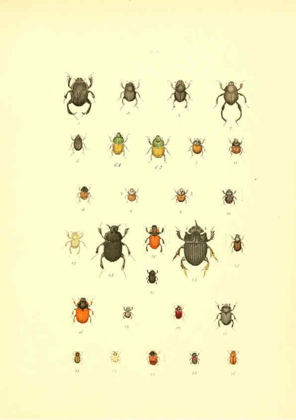 Reproducción/Reproduction 6008704976: Musée entomologique illustré t.1 Paris :Rothschild,1876-1878