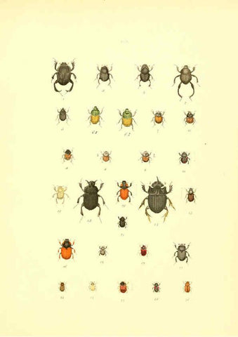Reproducción/Reproduction 6008704976: Musée entomologique illustré t.1 Paris :Rothschild,1876-1878