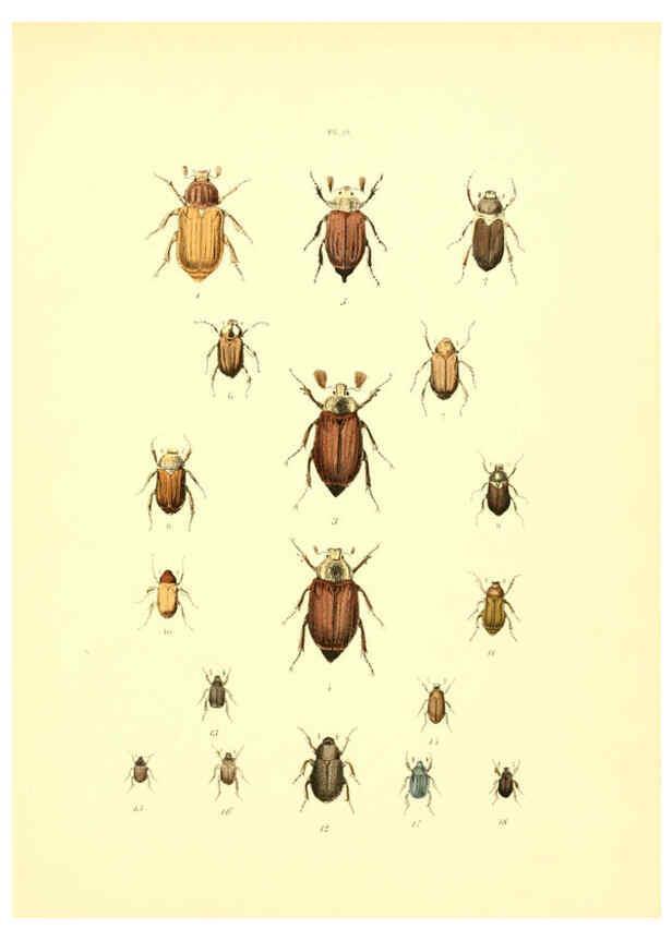 Reproducción/Reproduction 6008704534: Musée entomologique illustré t.1 Paris :Rothschild,1876-1878