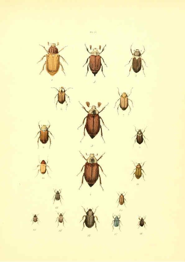 Reproducción/Reproduction 6008704534: Musée entomologique illustré t.1 Paris :Rothschild,1876-1878