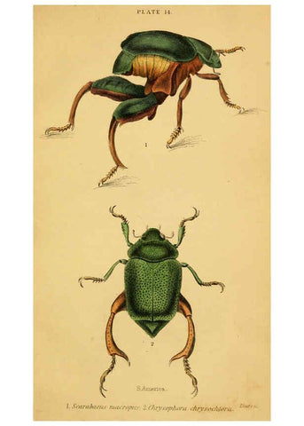 Reproducción/Reproduction 6008556142: The natural history of beetles Edinburgh :Henry G. Bohn,1852