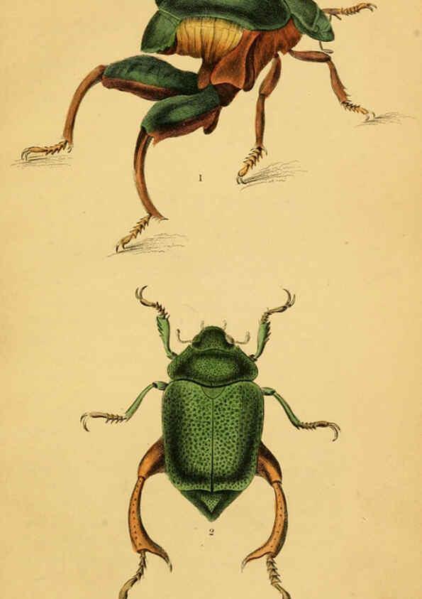 Reproducción/Reproduction 6008556142: The natural history of beetles Edinburgh :Henry G. Bohn,1852