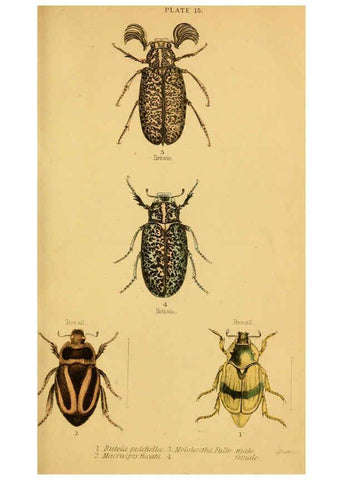 Reproducción/Reproduction 6008556272: The natural history of beetles Edinburgh :Henry G. Bohn,1852