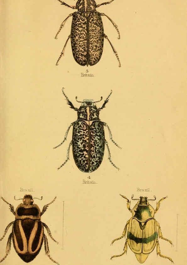 Reproducción/Reproduction 6008556272: The natural history of beetles Edinburgh :Henry G. Bohn,1852
