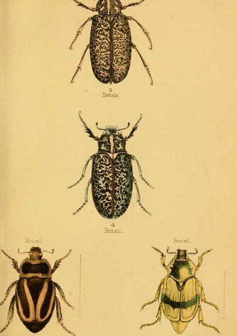 Reproducción/Reproduction 6008556272: The natural history of beetles Edinburgh :Henry G. Bohn,1852