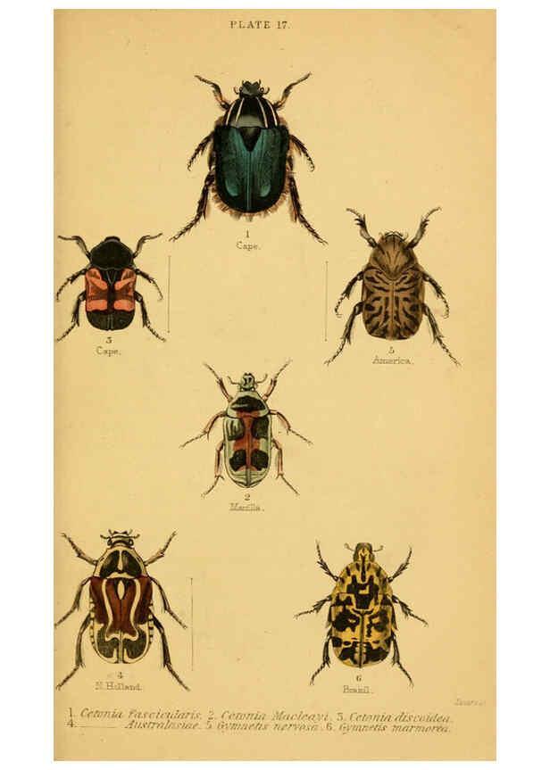 Reproducción/Reproduction 6008009333: The natural history of beetles Edinburgh :Henry G. Bohn,1852