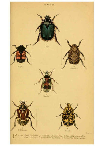 Reproducción/Reproduction 6008009333: The natural history of beetles Edinburgh :Henry G. Bohn,1852