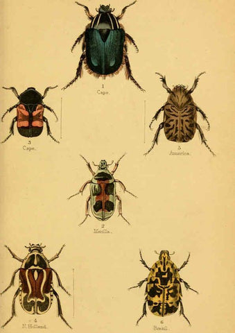 Reproducción/Reproduction 6008009333: The natural history of beetles Edinburgh :Henry G. Bohn,1852