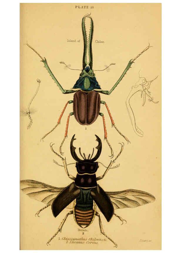 Reproducción/Reproduction 6008556668: The natural history of beetles Edinburgh :Henry G. Bohn,1852