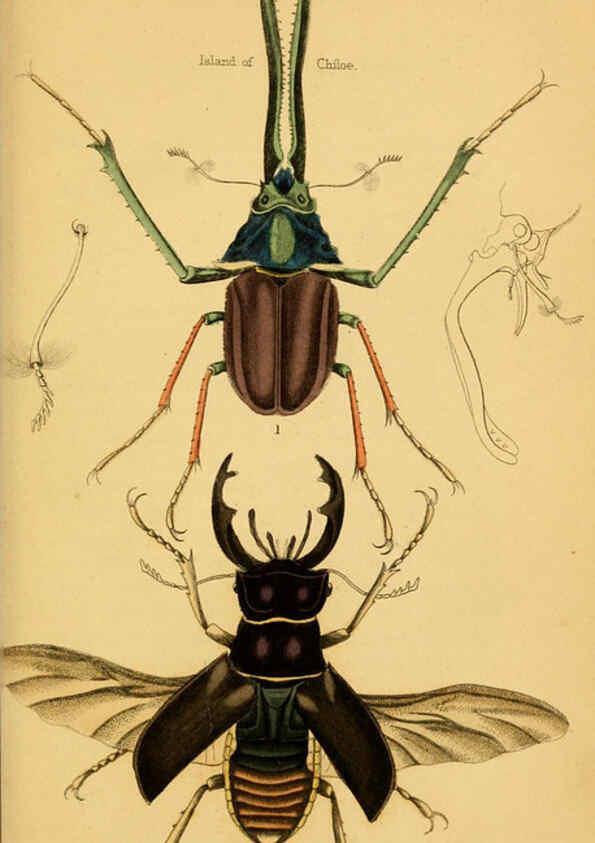 Reproducción/Reproduction 6008556668: The natural history of beetles Edinburgh :Henry G. Bohn,1852