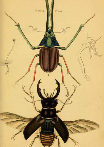 Reproducción/Reproduction 6008556668: The natural history of beetles Edinburgh :Henry G. Bohn,1852