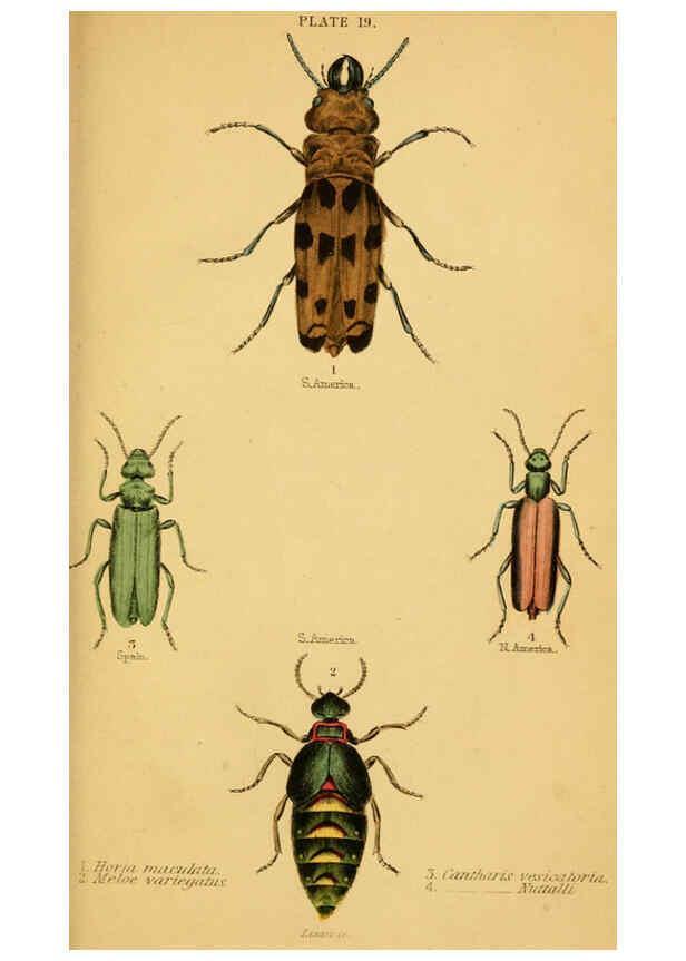 Reproducción/Reproduction 6008556810: The natural history of beetles Edinburgh :Henry G. Bohn,1852