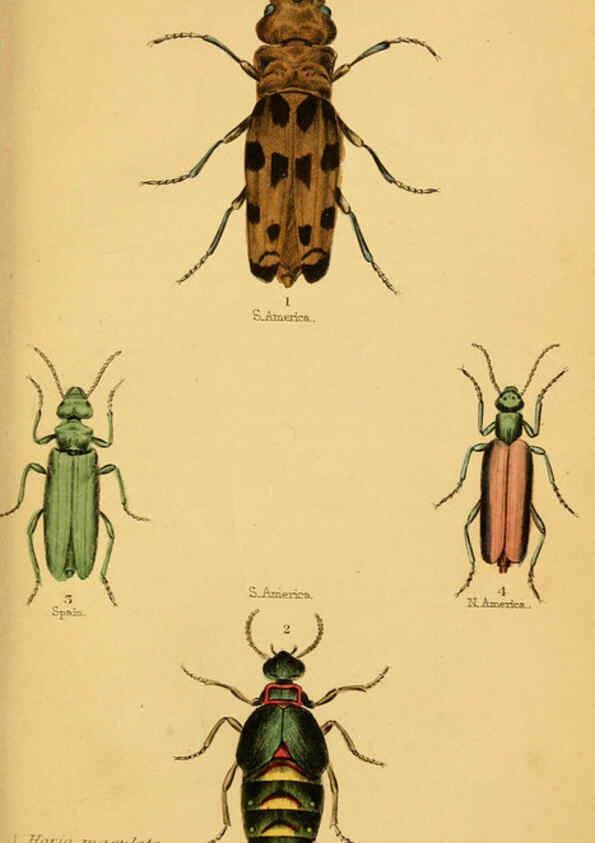 Reproducción/Reproduction 6008556810: The natural history of beetles Edinburgh :Henry G. Bohn,1852