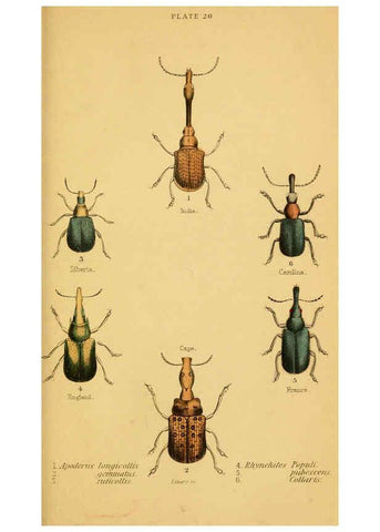 Reproducción/Reproduction 6008556976: The natural history of beetles Edinburgh :Henry G. Bohn,1852