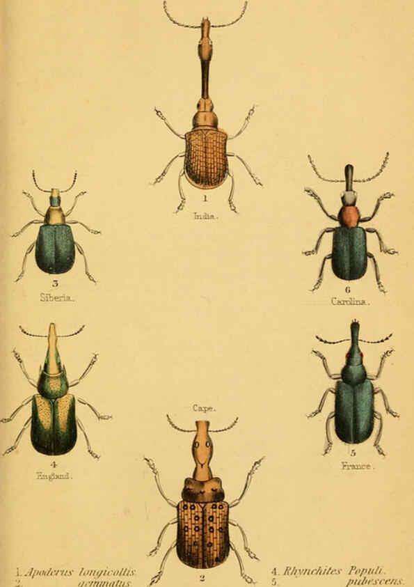 Reproducción/Reproduction 6008556976: The natural history of beetles Edinburgh :Henry G. Bohn,1852