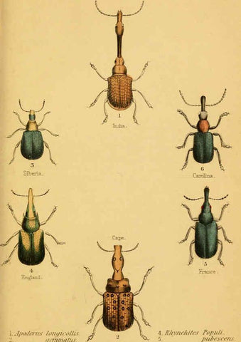 Reproducción/Reproduction 6008556976: The natural history of beetles Edinburgh :Henry G. Bohn,1852