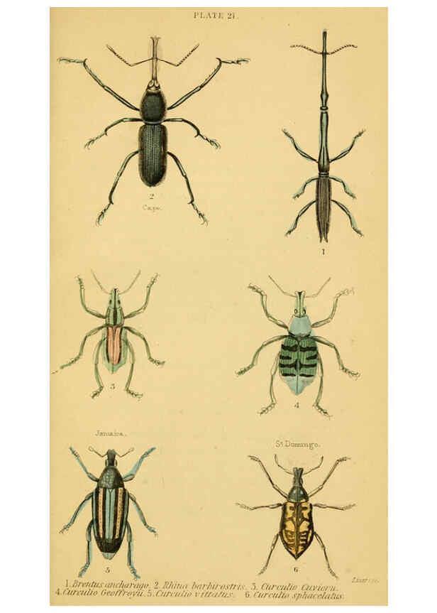 Reproducción/Reproduction 6008009921: The natural history of beetles Edinburgh :Henry G. Bohn,1852