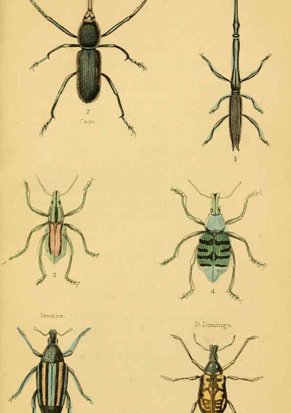 Reproducción/Reproduction 6008009921: The natural history of beetles Edinburgh :Henry G. Bohn,1852