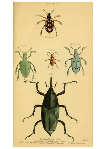 Reproducción/Reproduction 6008010041: The natural history of beetles Edinburgh :Henry G. Bohn,1852