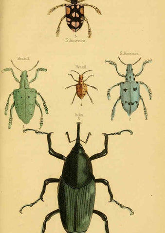 Reproducción/Reproduction 6008010041: The natural history of beetles Edinburgh :Henry G. Bohn,1852