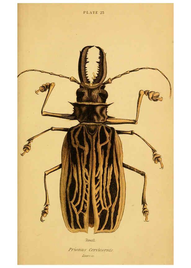 Reproducción/Reproduction 6008010479: The natural history of beetles Edinburgh :Henry G. Bohn,1852