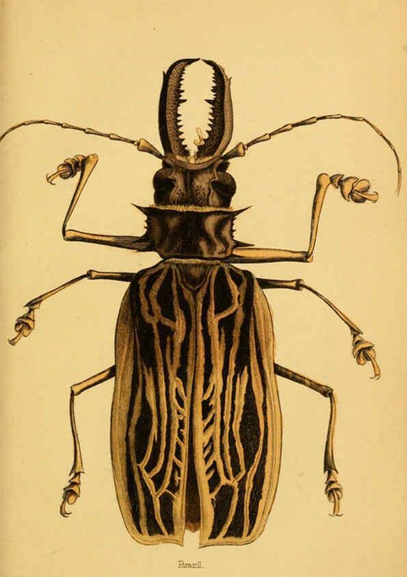 Reproducción/Reproduction 6008010479: The natural history of beetles Edinburgh :Henry G. Bohn,1852