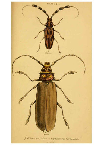 Reproducción/Reproduction 6008010621: The natural history of beetles Edinburgh :Henry G. Bohn,1852